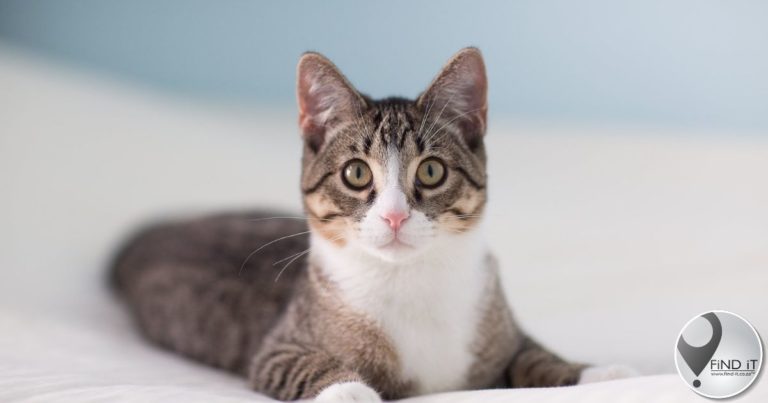 Katte verdwyn oornag, oorskot op ander se stoep gevind