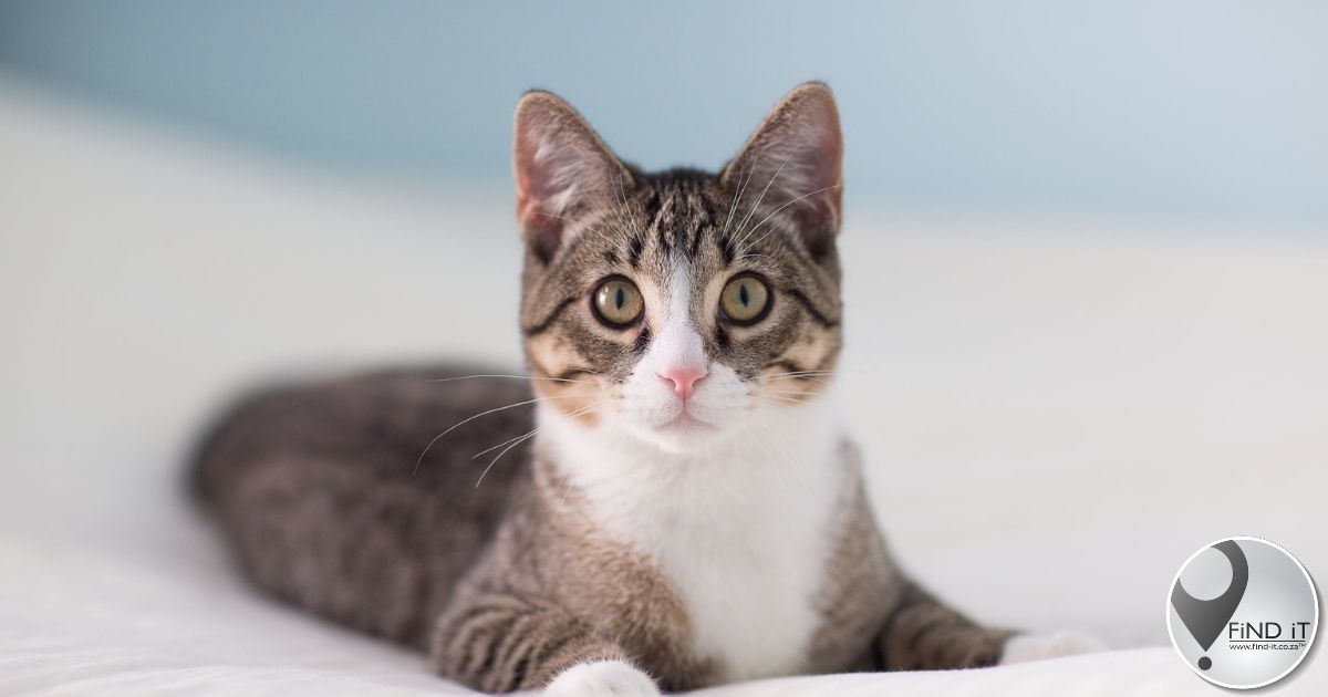 Katte verdwyn oornag, oorskot op ander se stoep gevind