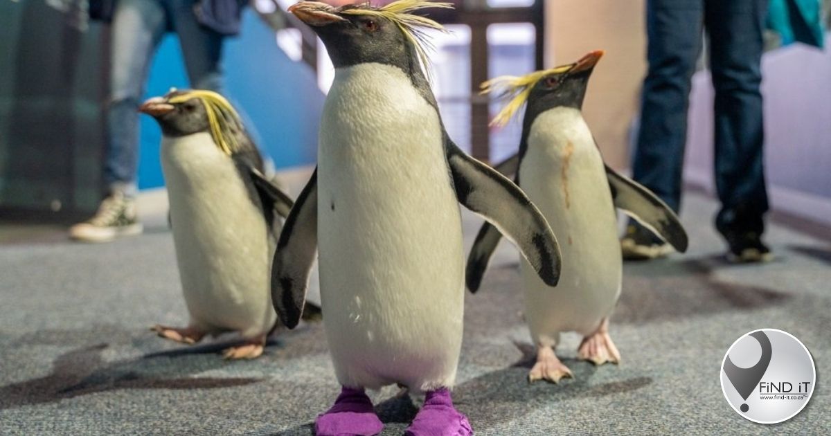 The Two Oceans penguins are sporting new footwear