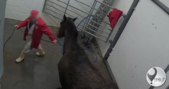 Thousands of racehorses killed in slaughterhouses