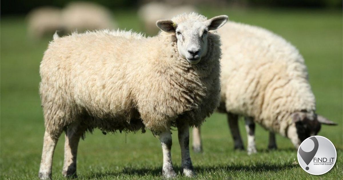 Farmer convicted of animal neglect after 226 sheep euthanized