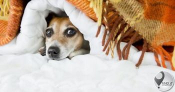 Hou jou viervoetige kinders só warm die winter