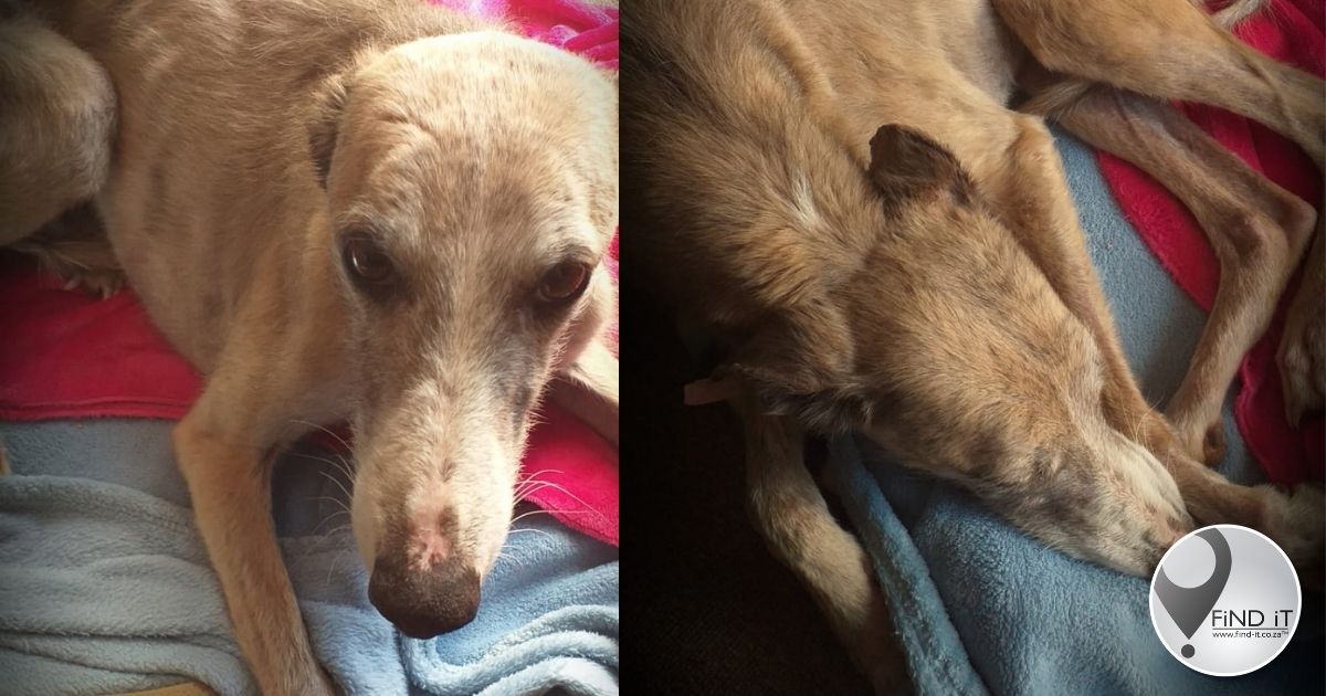 "Hy is vermoedelik so twee tot drie jaar oud en 'n kruising tussen 'n windhond en 'n whippet."
