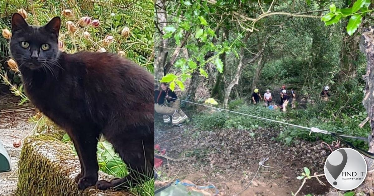 'n Swart kat met die naam Piran van Cornwall word geprys nadat hy die lewe van sy 83-jarige eienaar red.