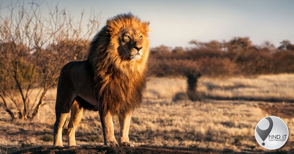 Die Vrystaat-leeus se haglike omstandighede waarin hulle moet lewe is net nog bewyse van die wrede bedryf van leeus in Suid-Afrika