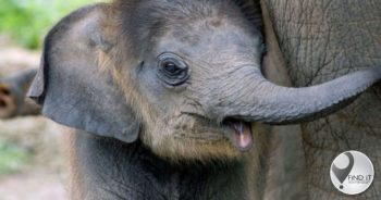 Baby elephant shot and killed by KPN ranger - questions raised