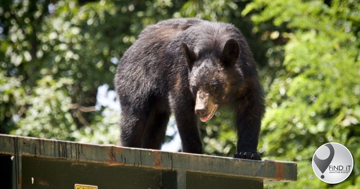 California man sues after being startled by a dumpster-diving bear