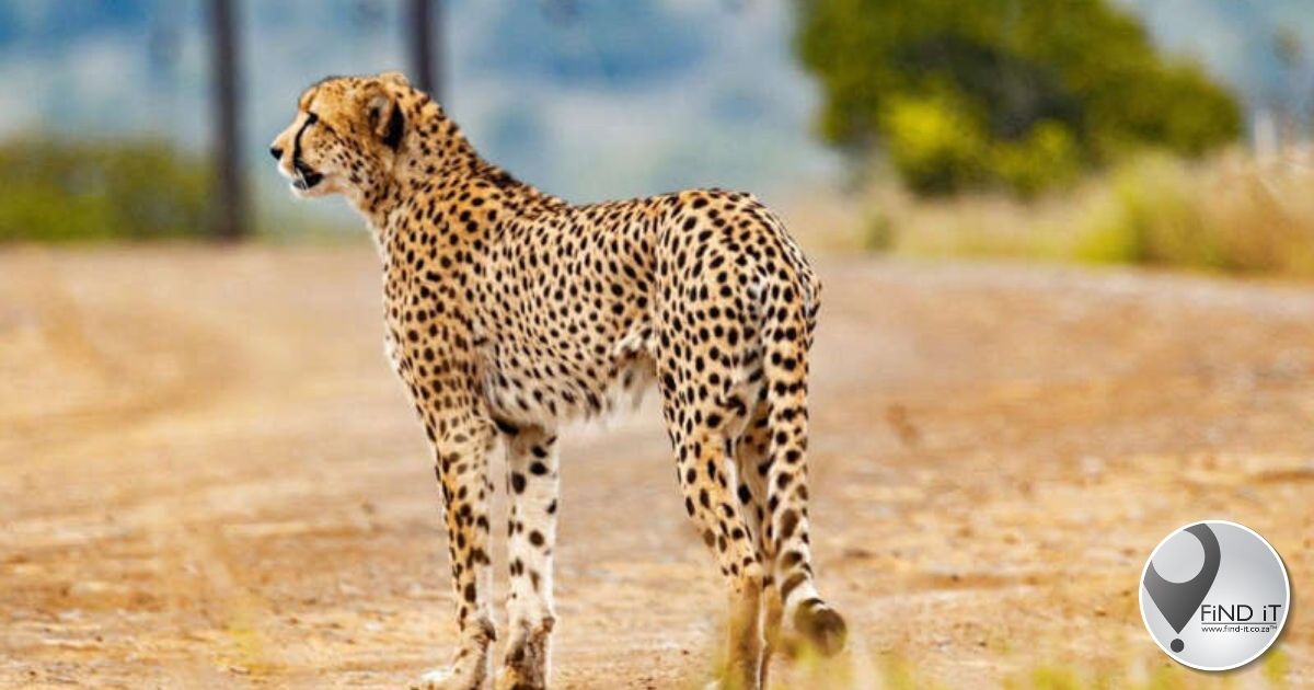 Four cheetahs still on the loose in the Northern Cape – search continues