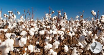 Cotton market ’too small for Bayer to save it’