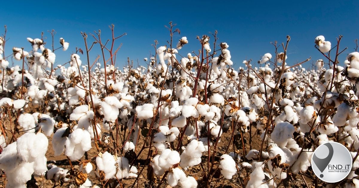 Cotton market ’too small for Bayer to save it’