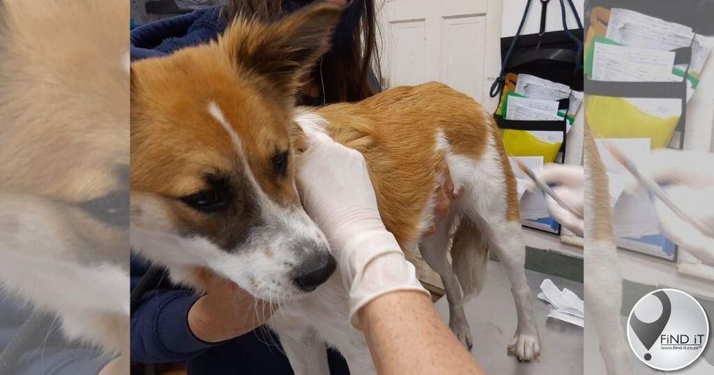 Ma se kêrel mishandel glo hond seksueel, dogter getraumatiseer