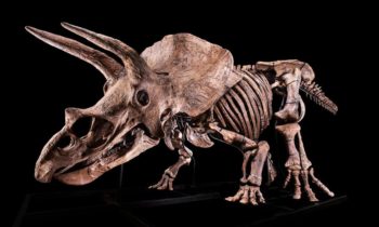Grootste trikeratops-dinosourusgeraamte word opgeveil (Foto: The Guardian)