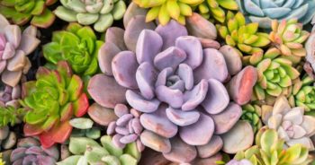 Die somer en jou tuin