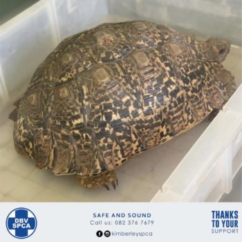 'Dis onmoontlik om die verwoesting te beskryf' (Foto: Kimberley SPCA / DBV, Facebook)