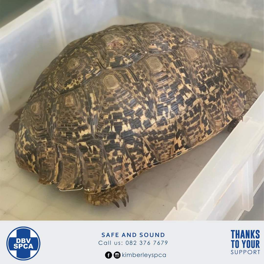 'Dis onmoontlik om die verwoesting te beskryf' (Foto: Kimberley SPCA / DBV, Facebook)