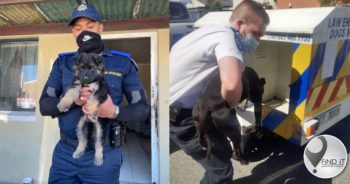 DBV konfiskeer honde bestem vir beweerde hondgevegte