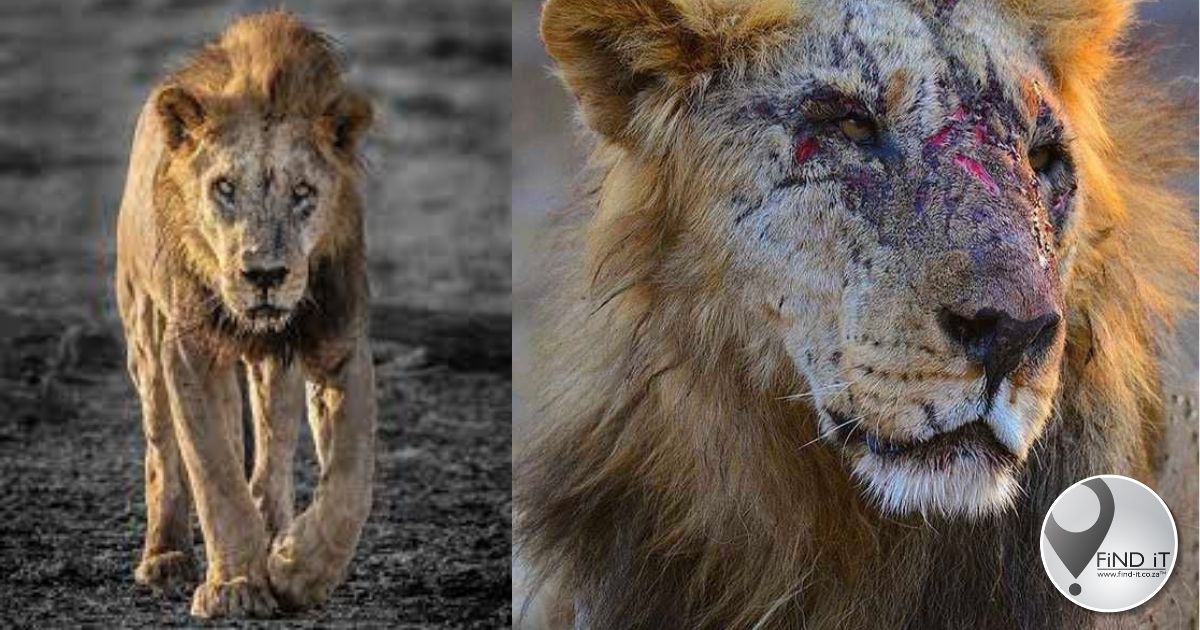 Lion Gaurdians beskryf Loonkito, die oudste Afrika-leeu, as die legende onder die legendes.
