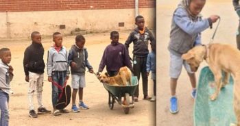 Tiger, is op 'n ambulans-kruiwa gelaai en so na die Community Led Animal Welfare (CLAW) geneem.
