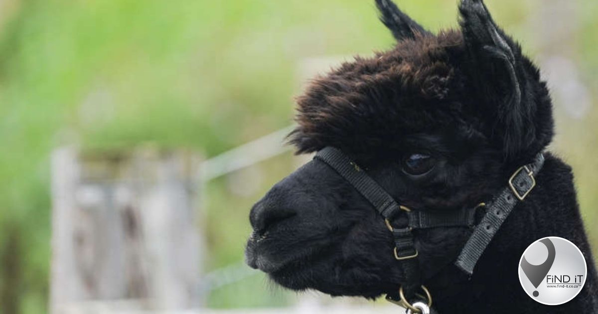Owner of Geronimo the alpaca calls for resignation of Environment Secretary