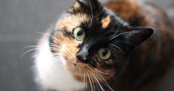 Moet my kat se naels geknip word?