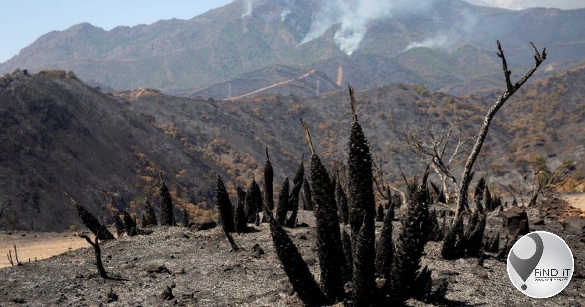 Thousands flee fire in Spain near Costa del Sol