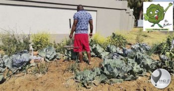Tshwane resident in hot water over cabbage patch on pavement