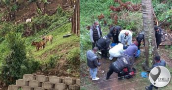 Man deur vier honde aangeval