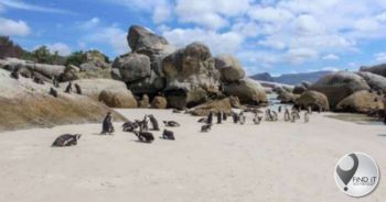 Bee swarm that killed penguins were agitated by nest disturbance - vet