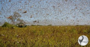 Farmers warned of brown locust infestation
