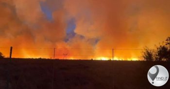 Brand spring oor N8, Felidae bekommerd oor diere