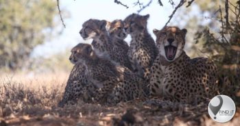 Motorist arrested after killing cheetah at Kruger National Park