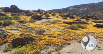 ’n Fees van blomme in Namakwaland