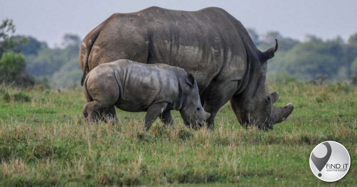 Hero police officer shot in gun fight with rhino poachers