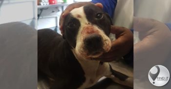 Pitbull gee haar lewe prys toe aanvallers op huis toeslaan