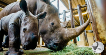 Rhino drowned after mating attempt gone wrong
