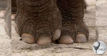 Toergids op toer deur olifant doodgetrap