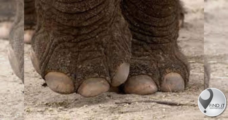 Toergids op toer deur olifant doodgetrap