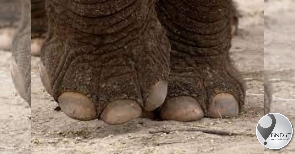 Toergids op toer deur olifant doodgetrap