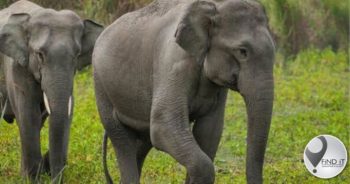 Zimbabwe-man dood toe hy selfie saam olifant wil neem