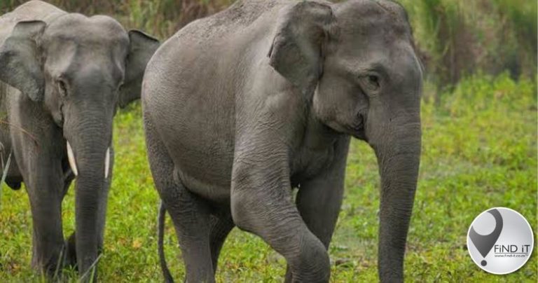 Zimbabwe-man dood toe hy selfie saam olifant wil neem