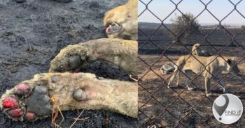 Genadedood vir 30 leeus na eienaar hulle glo na brand vir dood agterlaat
