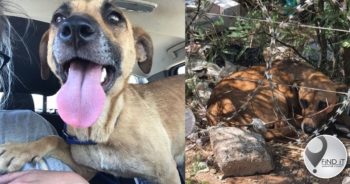 Hond met die groot bruin onseker oë 15 km buite Kimberley