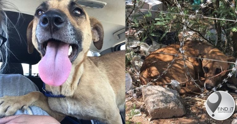 Hond met die groot bruin onseker oë 15 km buite Kimberley