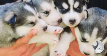 Mense loop deur onder ‘Kimberley puppy scammers’