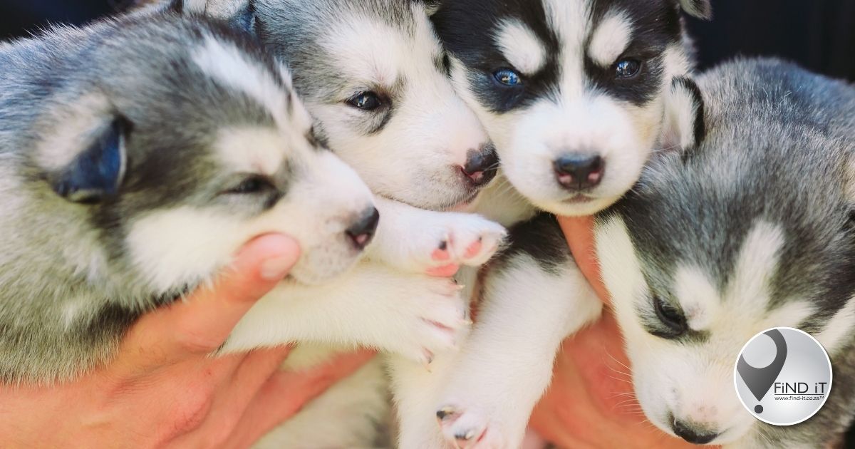 Mense loop deur onder ‘Kimberley puppy scammers’