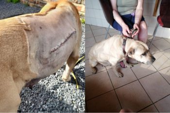Genoeg ingesamel vir Rusty se operasie