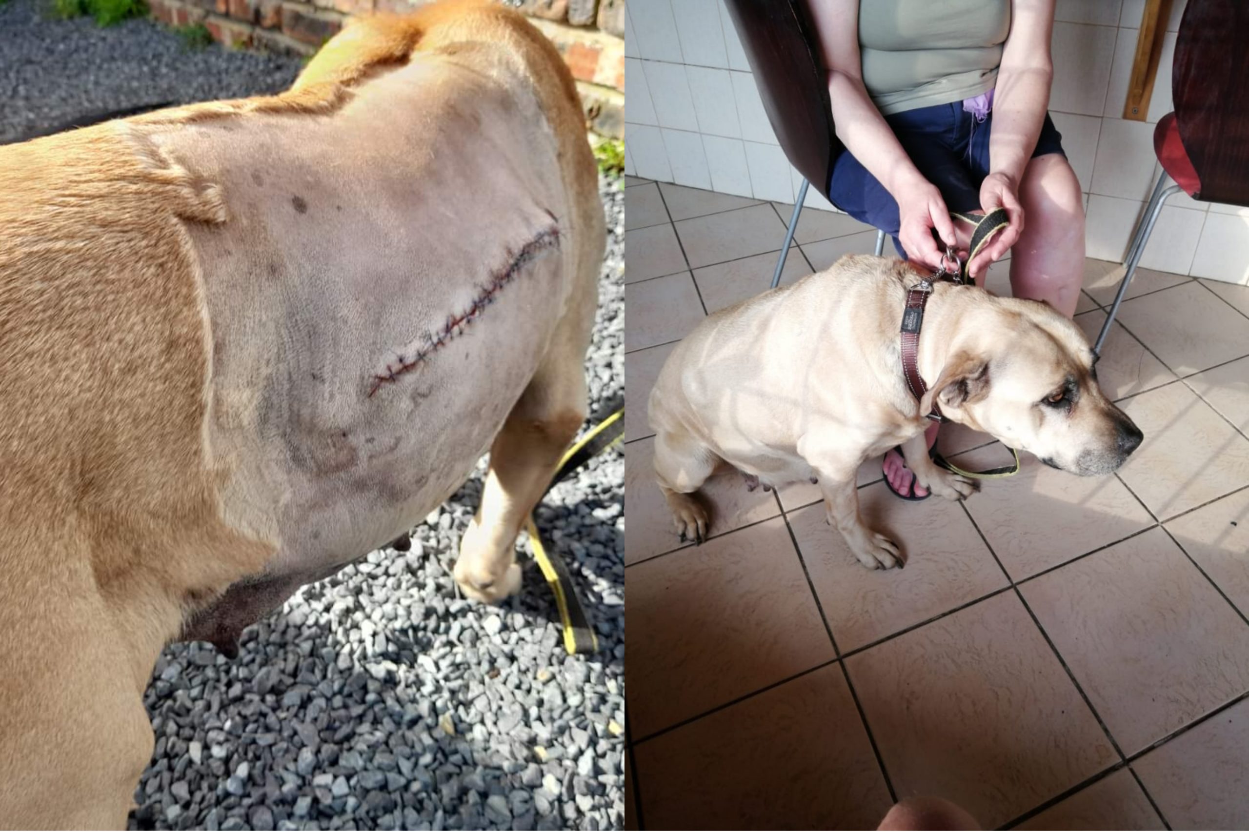 Genoeg ingesamel vir Rusty se operasie