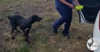 'Netcare 911-vrou wou nie hond langs pad aflaai nie'