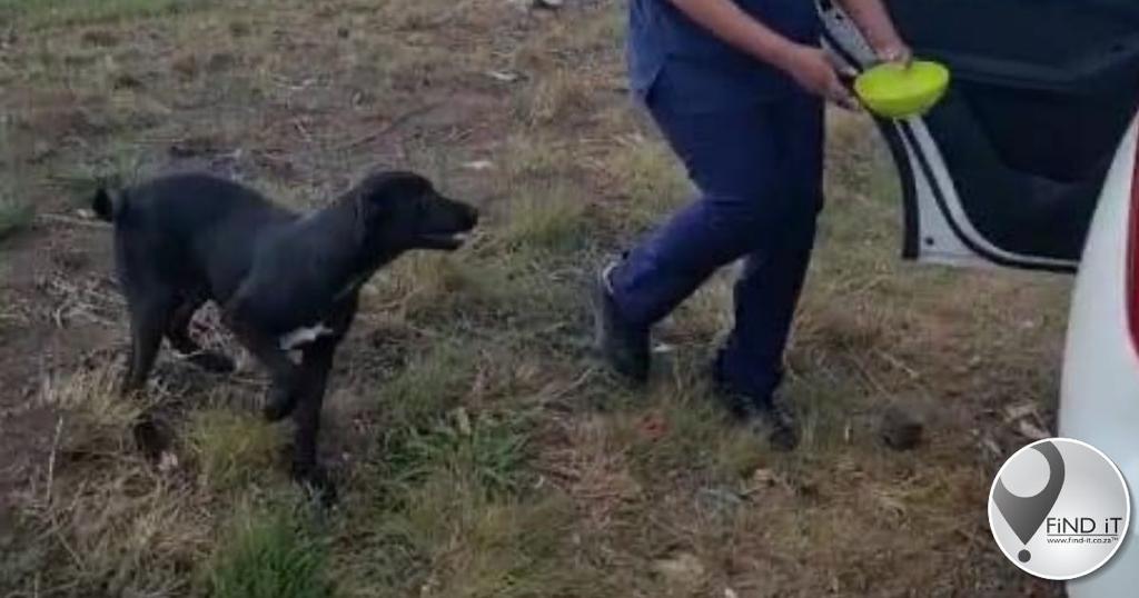 'Netcare 911-vrou wou nie hond langs pad aflaai nie'