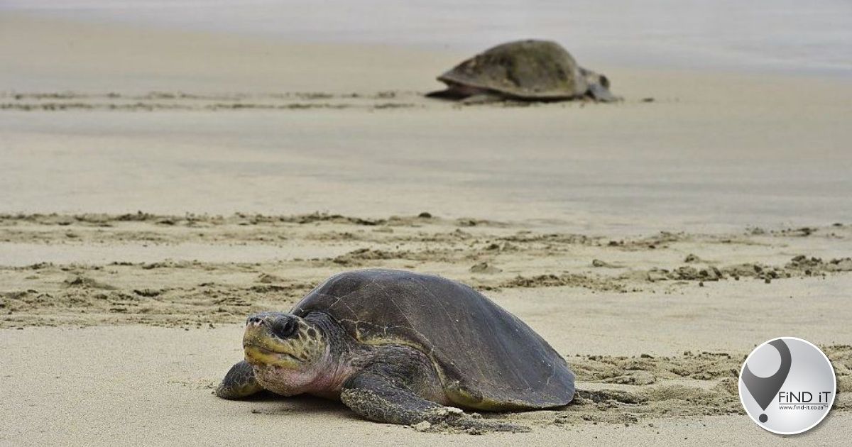 Hundreds of sea turtles wash up dead in Mexico